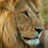 The Hauser Diet Lion Diet Type™