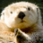 The Hauser Diet Otter Diet Type™