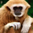 The Hauser Diet Monkey Diet Type™